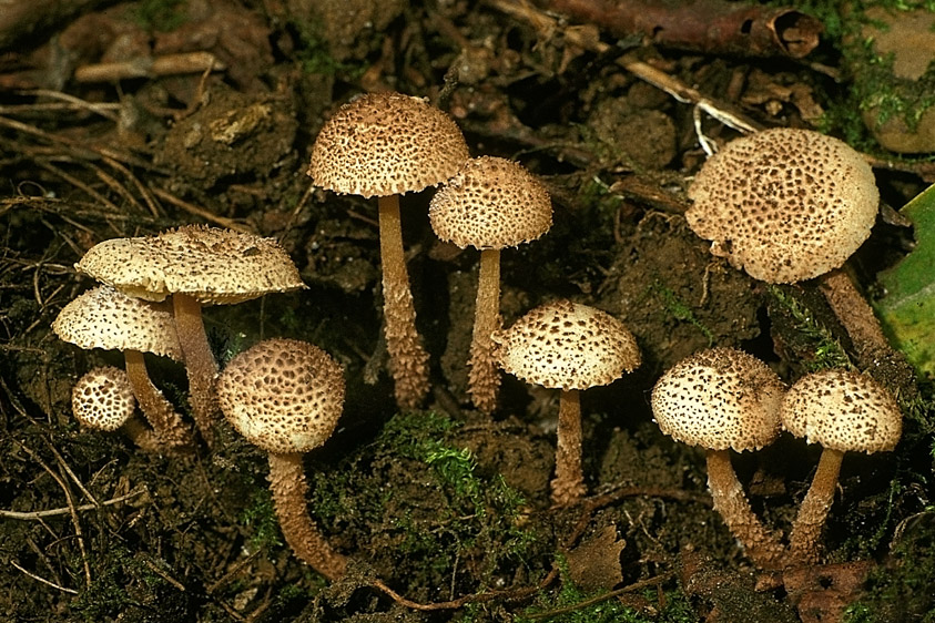 Lepiota pseudoasperula (door Henk Huijser)