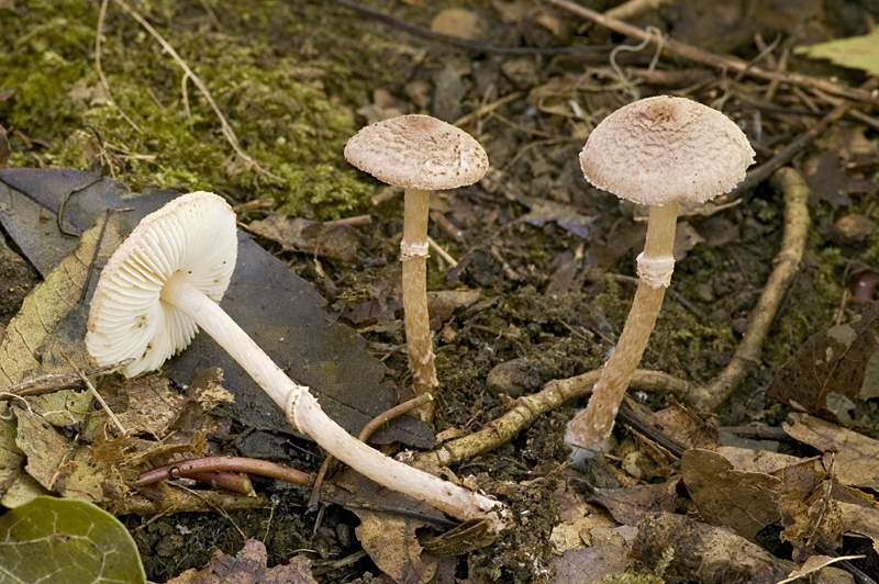 Lepiota pseudolilacea (door Nico Dam)