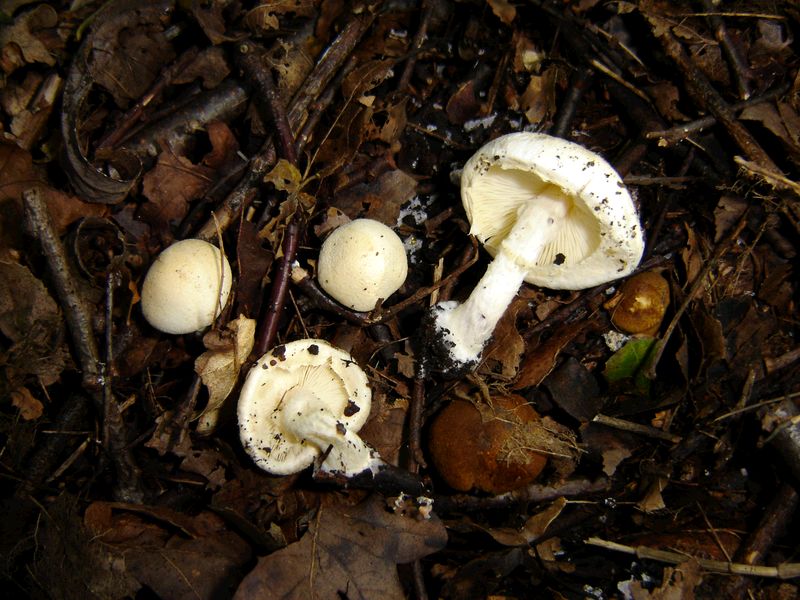 Lepiota subalba (door Gert Immerzeel)