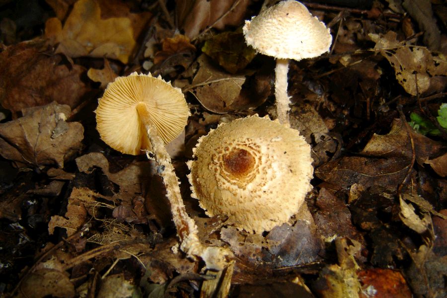 Lepiota magnispora (door Gert Immerzeel)