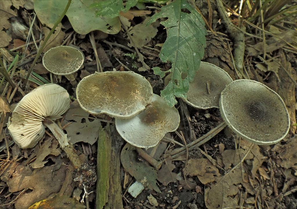 Lepiota griseovirens (door Anneke van der Putte)