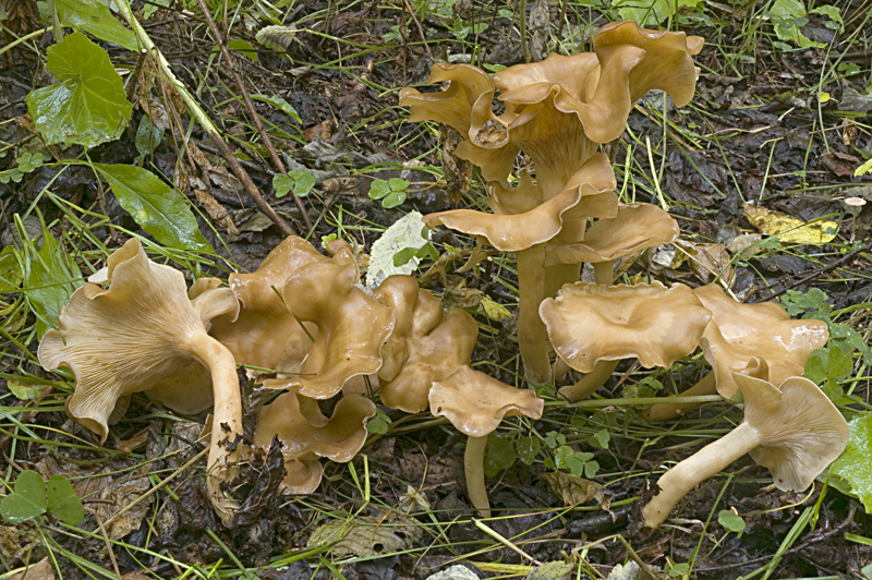 Lepista ovispora (door Nico Dam)