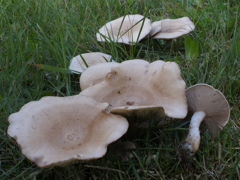 Lepista panaeolus (door Bert Tolsma)