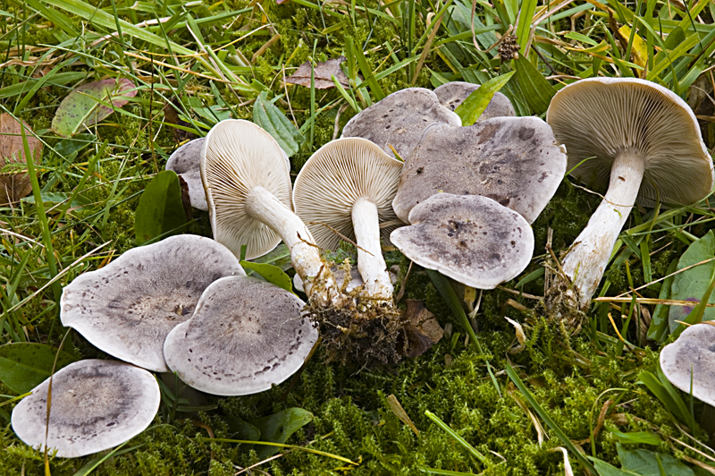 Lepista tomentosa (door Nico Dam)