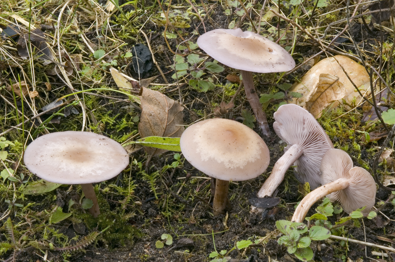 Lepista sordida (door Nico Dam)