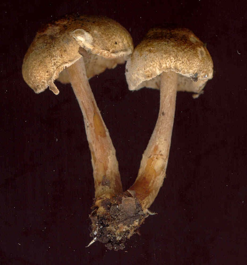 Lepiota pilodes (door Gert Immerzeel)