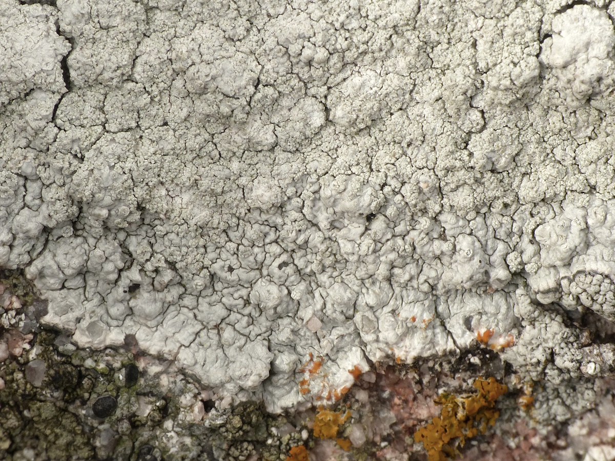 Lepra aspergilla (door Henk-Jan van der Kolk)