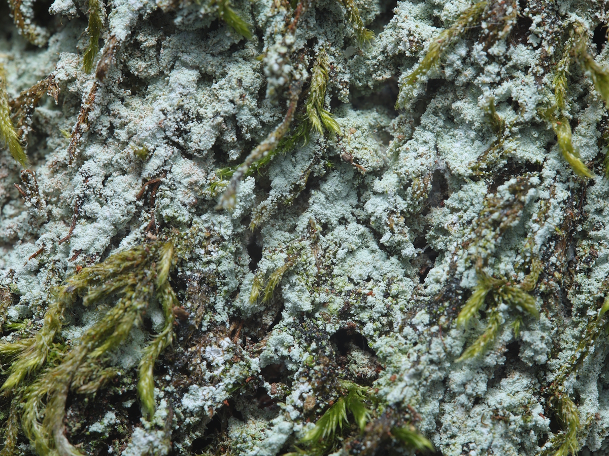 Lepraria jackii (door Henk-Jan van der Kolk)
