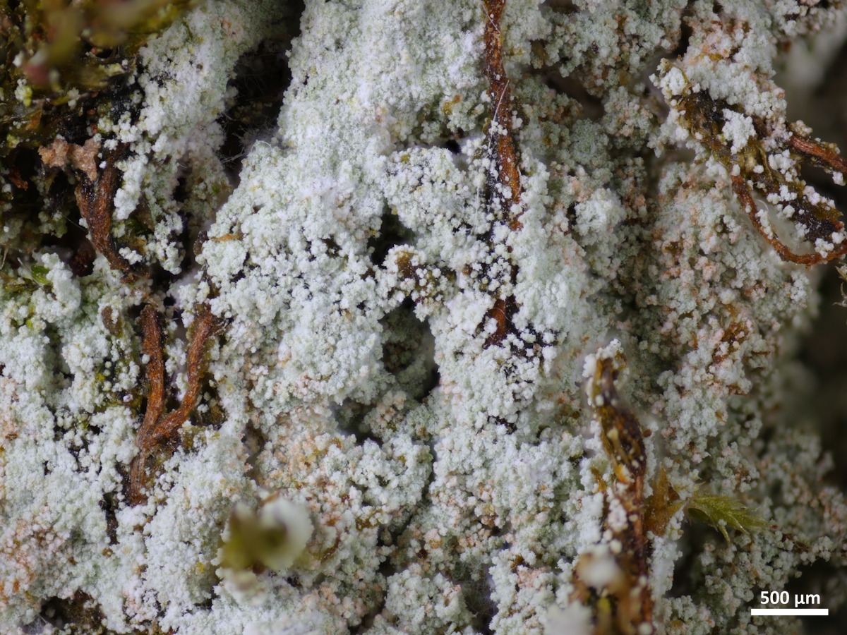 Lepraria jackii (door Henk-Jan van der Kolk)
