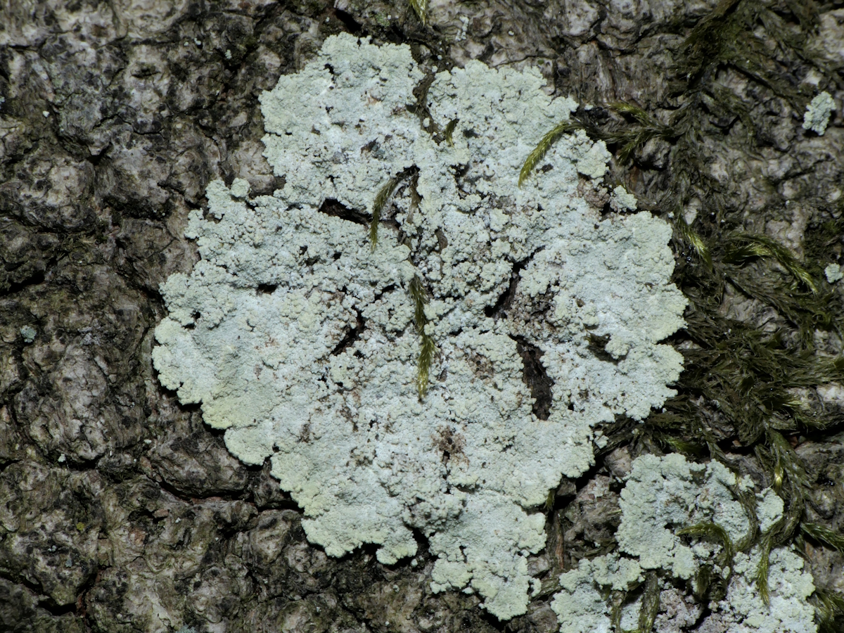 Lepraria membranacea (door Henk-Jan van der Kolk)