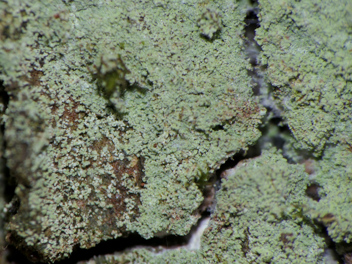 Lepraria umbricola (door Henk-Jan van der Kolk)