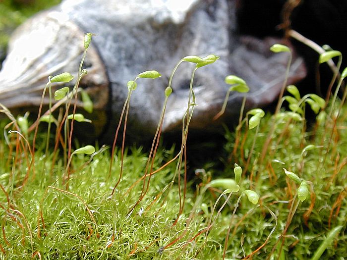 Leptobryum pyriforme (door Michael Lueth (www.milueth.de))