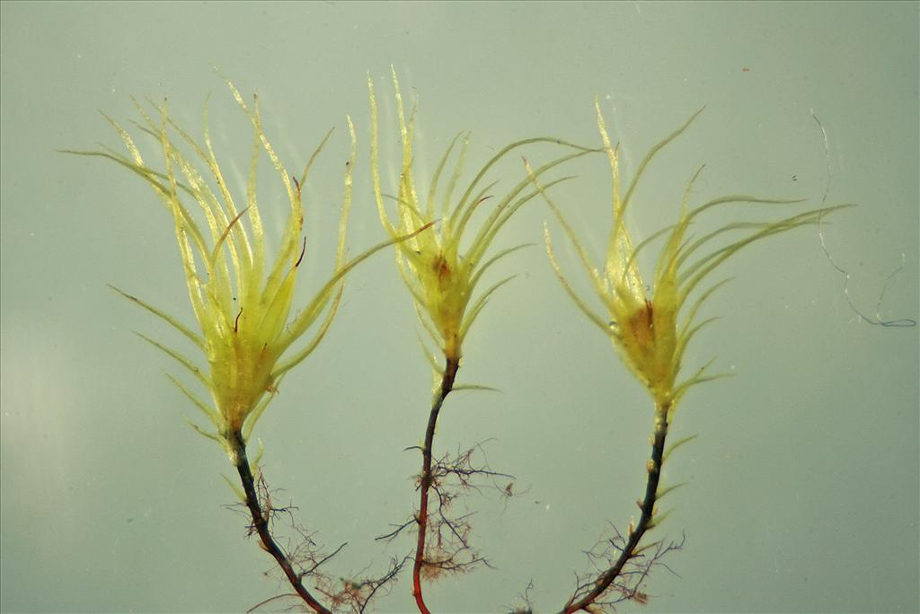 Leptobryum pyriforme (door Jan Kersten)