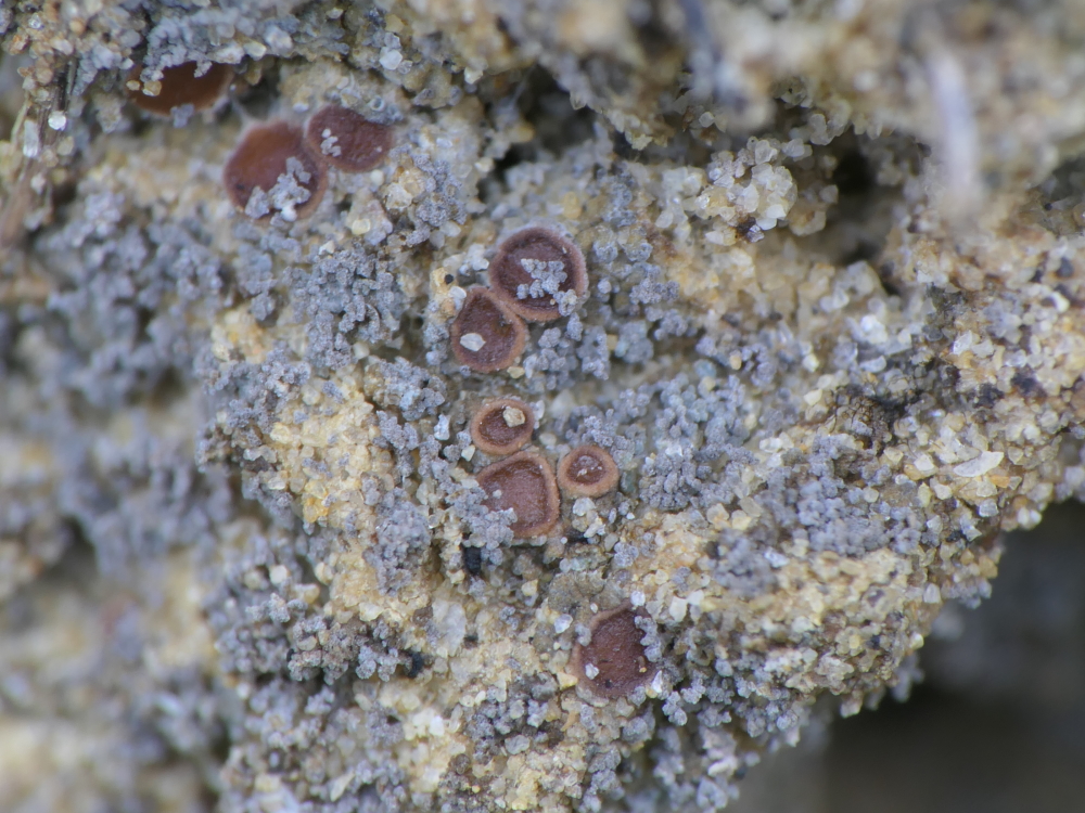 Leptogium byssinum (door Henk-Jan van der Kolk)