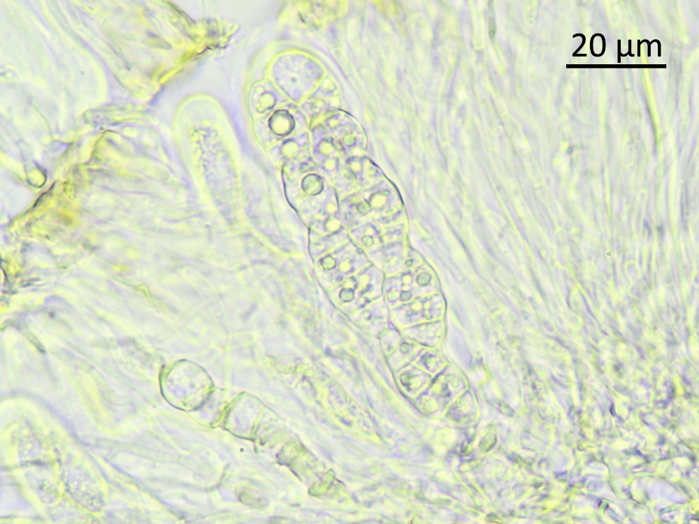 Leptogium byssinum (door Henk-Jan van der Kolk)