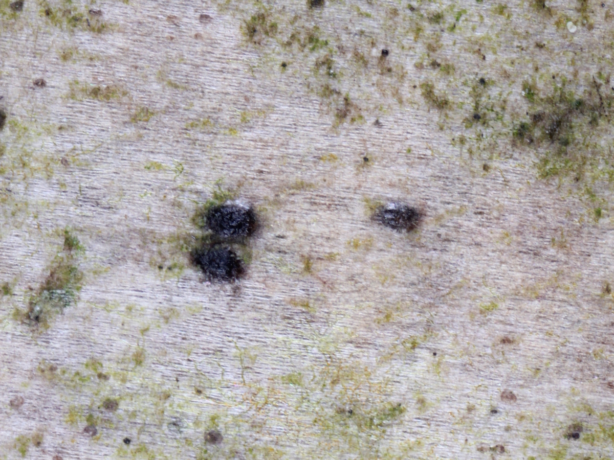 Leptorhaphis maggiana (door Henk-Jan van der Kolk)