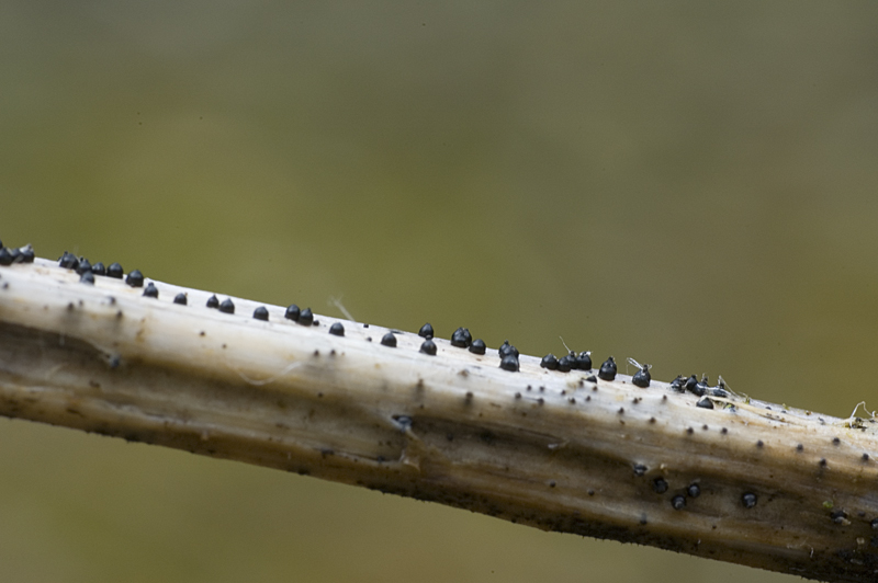 Leptosphaeria acuta (door Nico Dam)