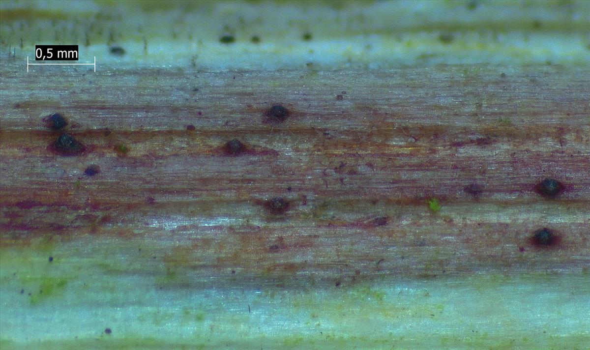 Leptospora rubella (door Eduard Osieck)