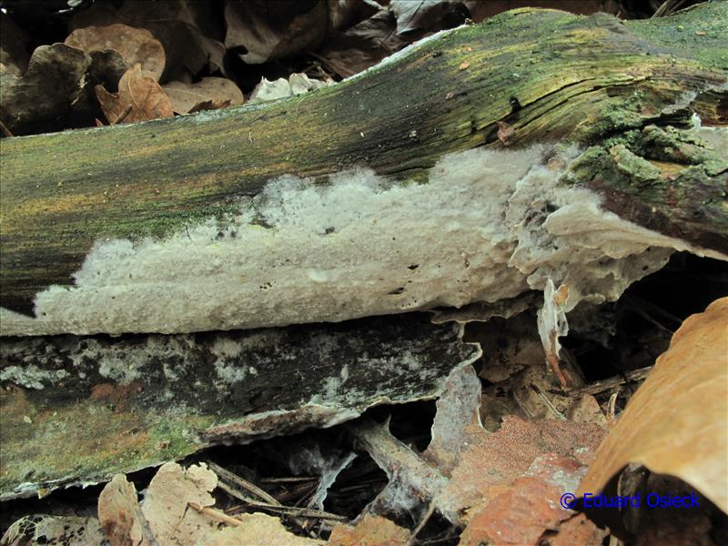 Leptosporomyces galzinii (door Eduard Osieck)