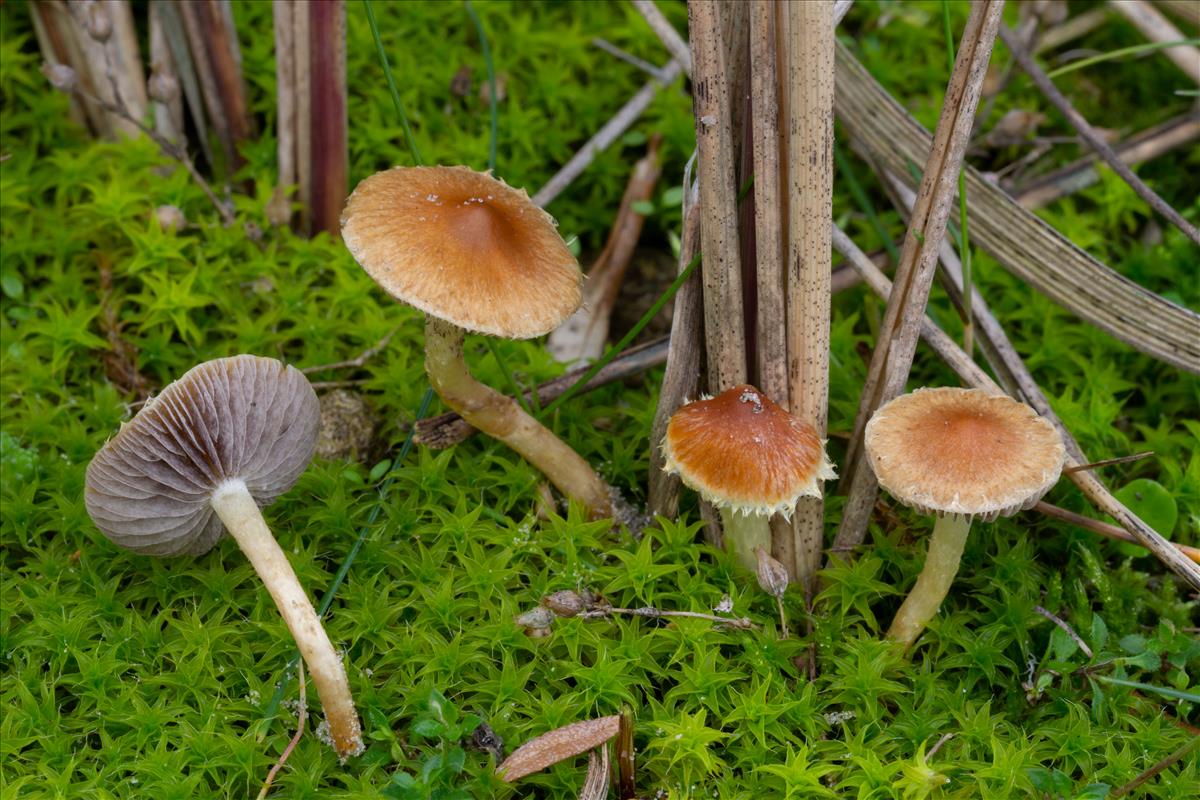 Leratiomyces laetissimus (door Roeland Enzlin)