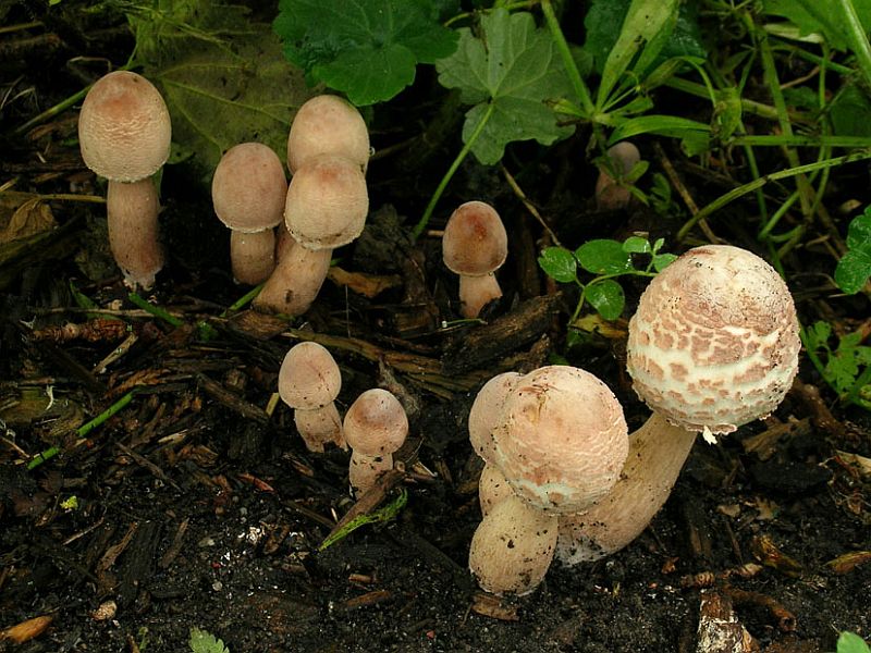 Leucoagaricus americanus (door Henk Huijser)