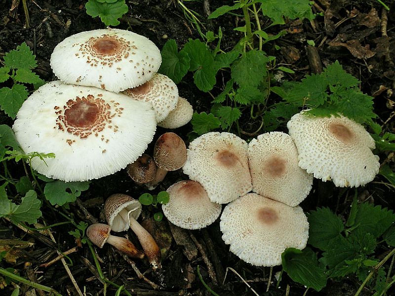 Leucoagaricus americanus (door Henk Huijser)