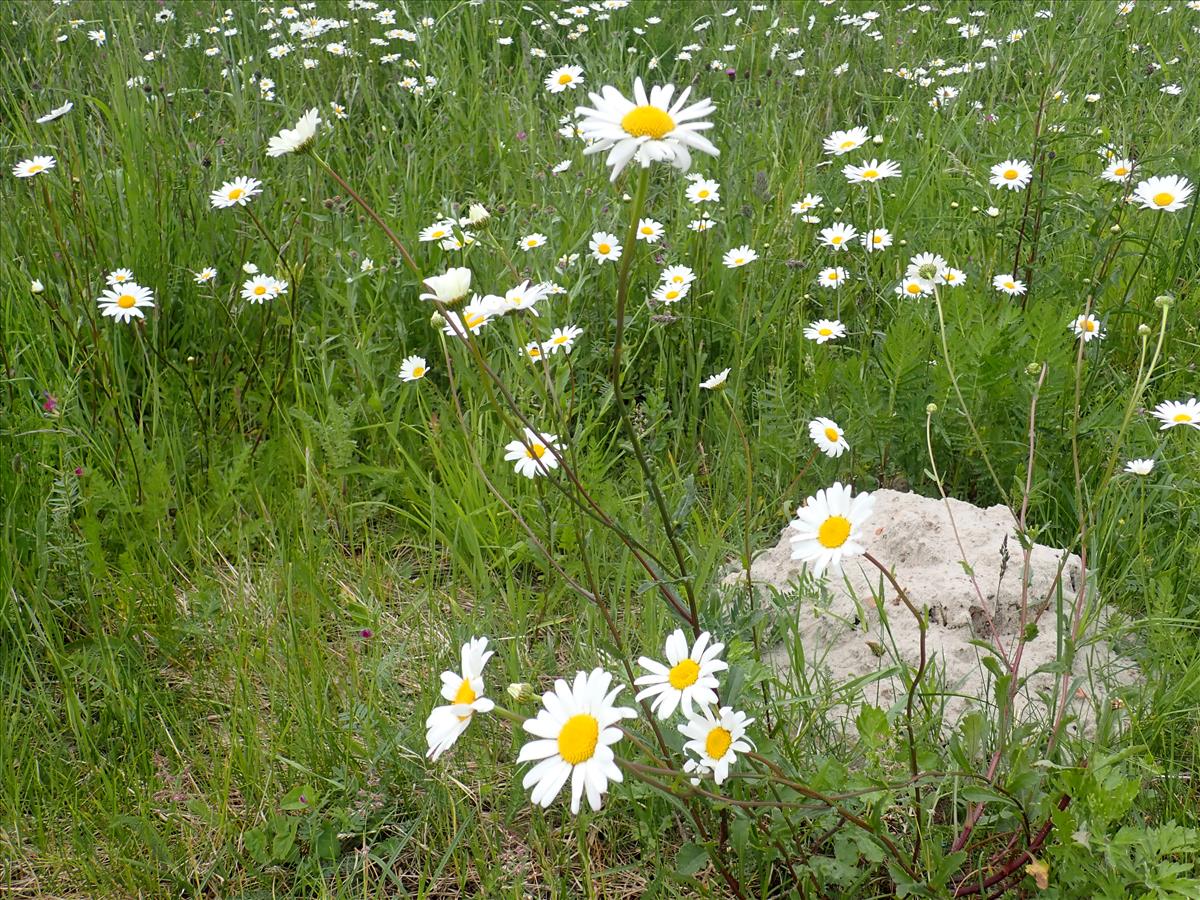 Leucanthemum ircutianum (door Aad van Diemen)