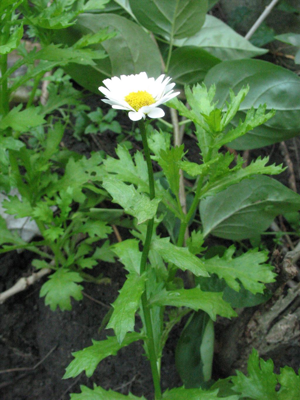 Mauranthemum paludosum (door Gertjan van Mill)