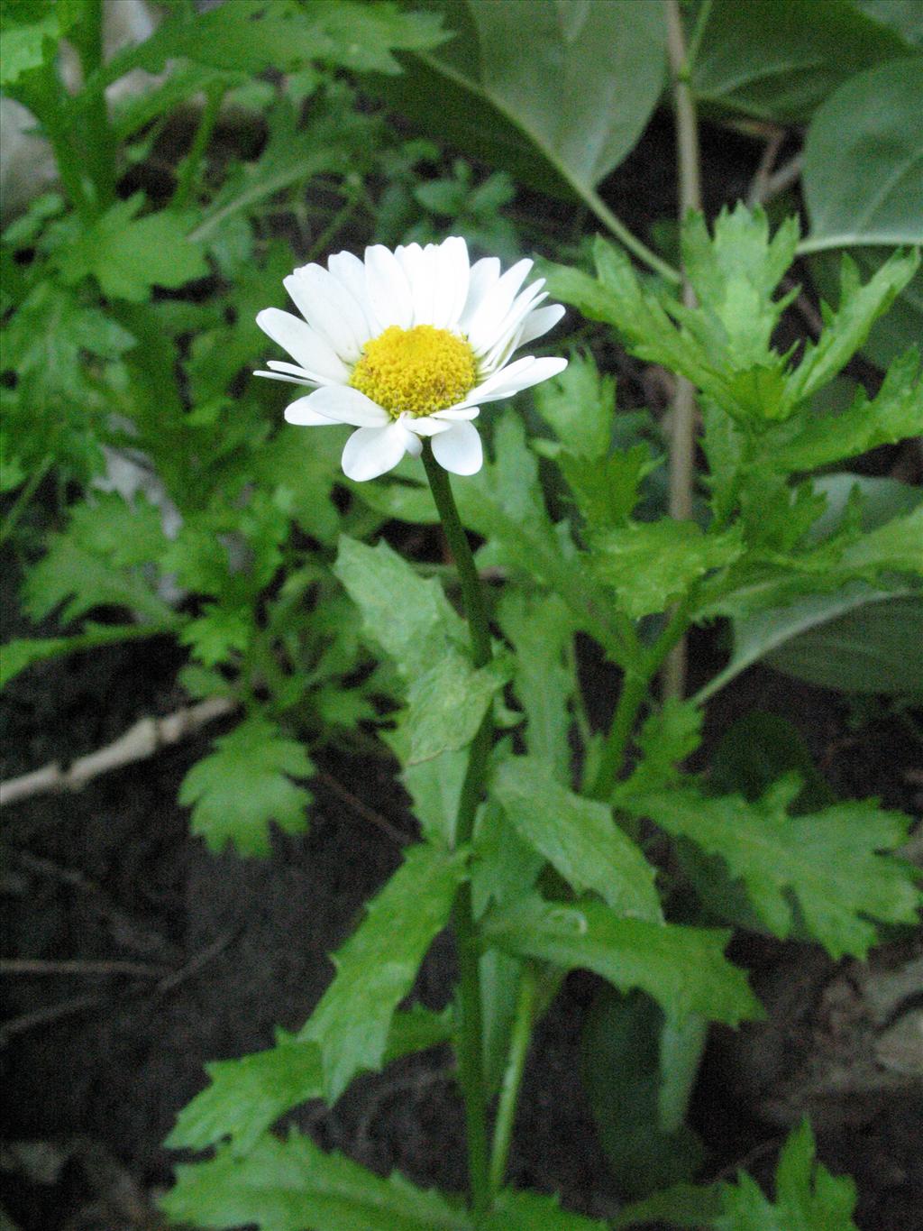 Mauranthemum paludosum (door Gertjan van Mill)