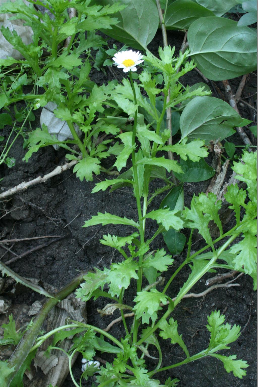 Mauranthemum paludosum (door Gertjan van Mill)