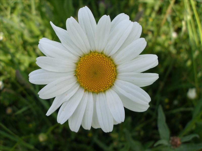 Leucanthemum vulgare (door Piet Bremer )