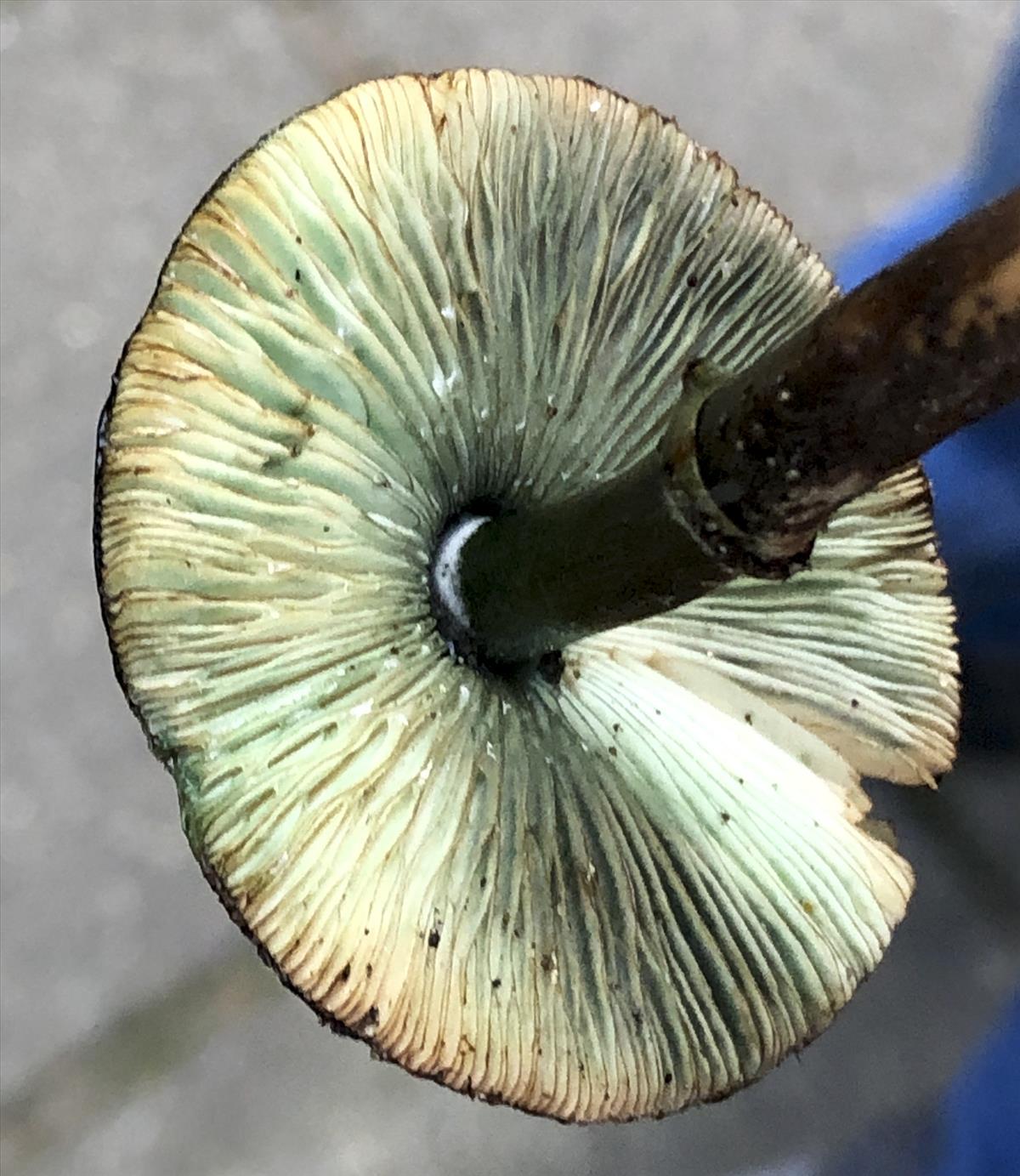 Leucoagaricus badhamii (door Menno Boomsluiter)