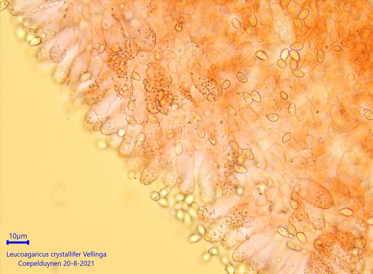 Leucoagaricus crystallifer (door Leo Jalink)