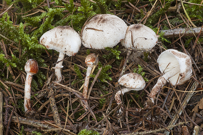 Leucoagaricus georginae (door Nico Dam)