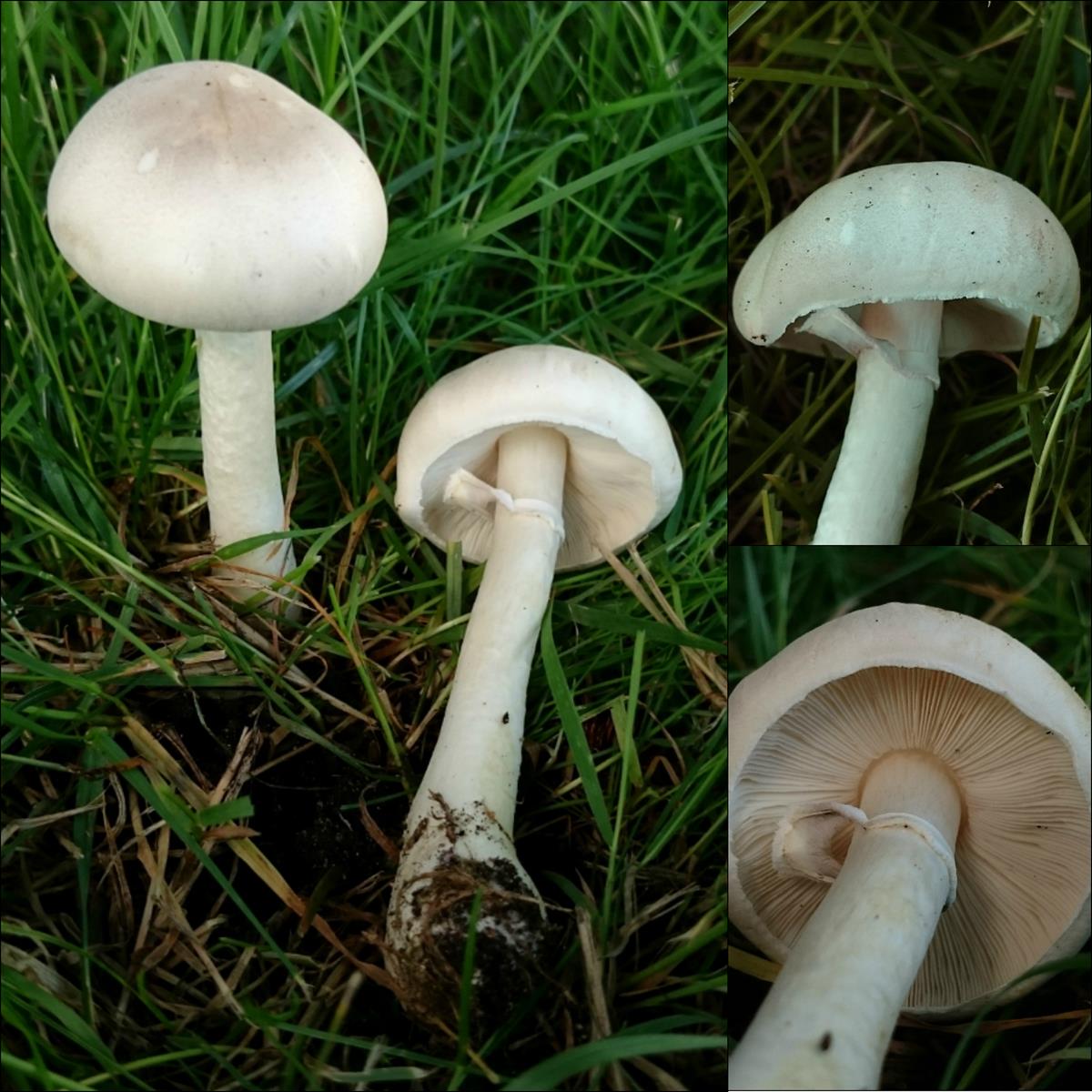 Leucoagaricus leucothites (door Michel Beeckman)