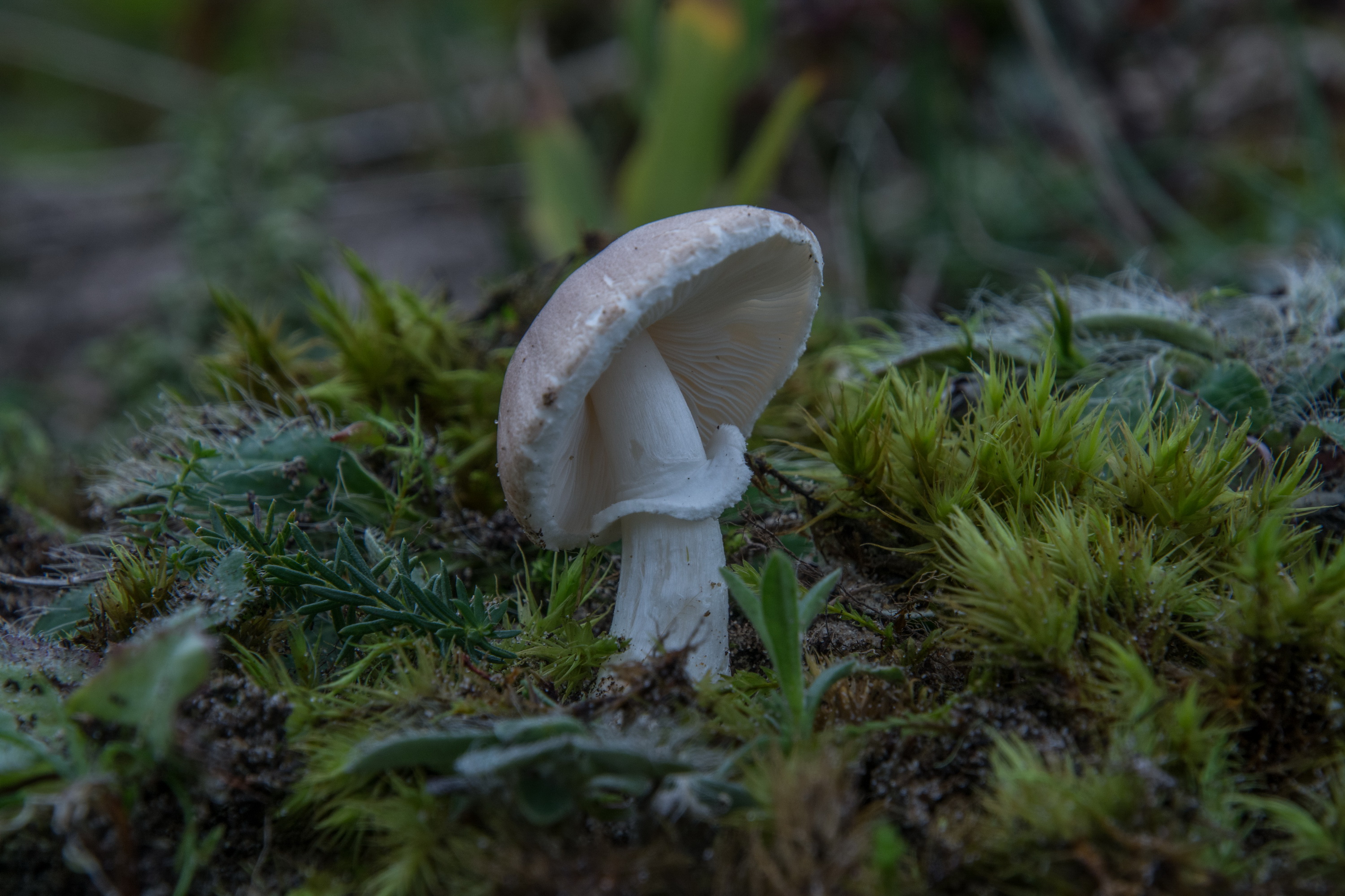 Leucoagaricus purpureolilacinus (door Cora van der Plaats)