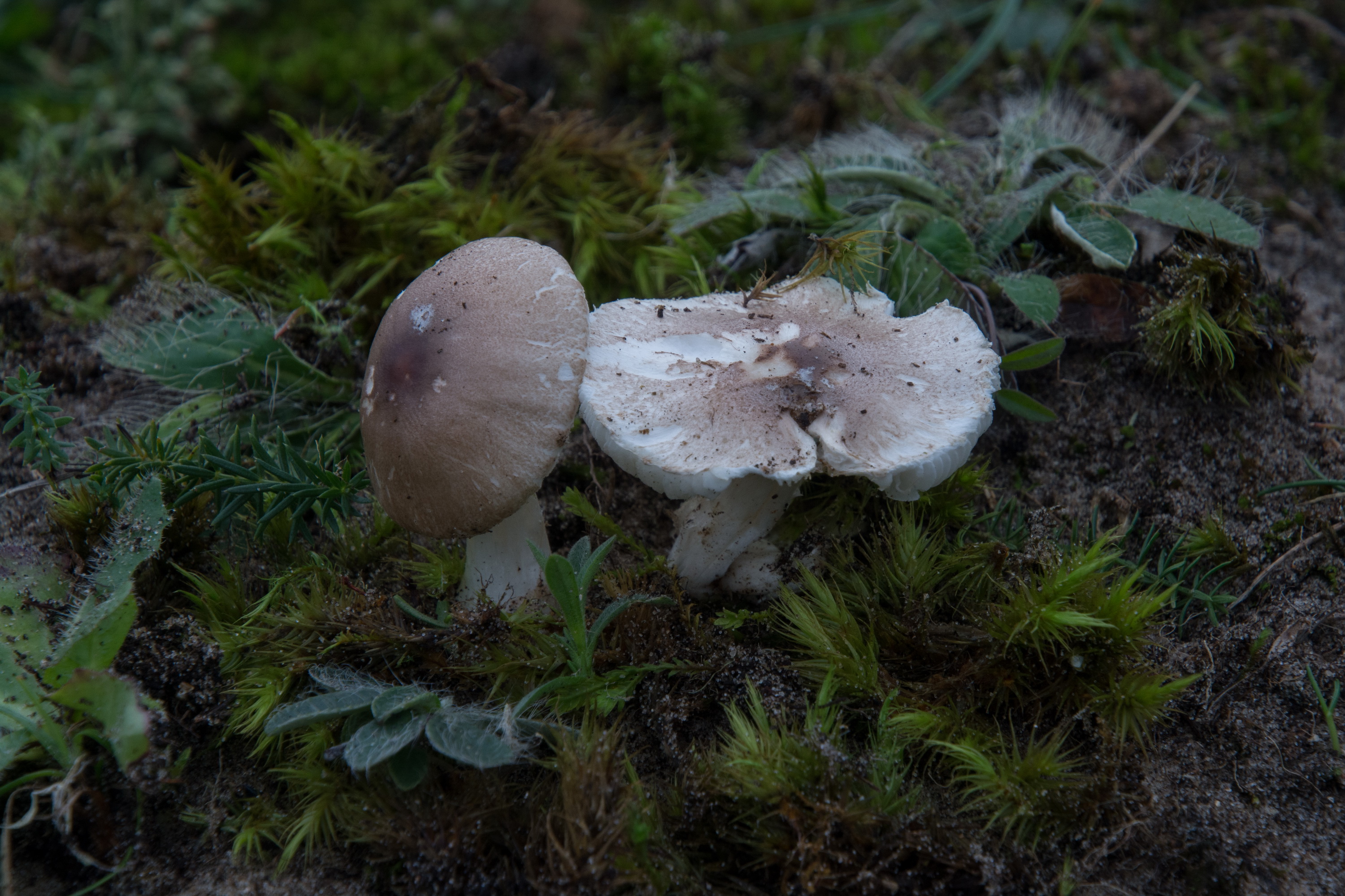 Leucoagaricus purpureolilacinus (door Cora van der Plaats)