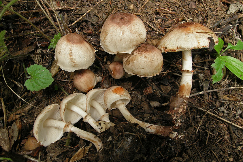 Leucoagaricus badhamii (door Henk Huijser)