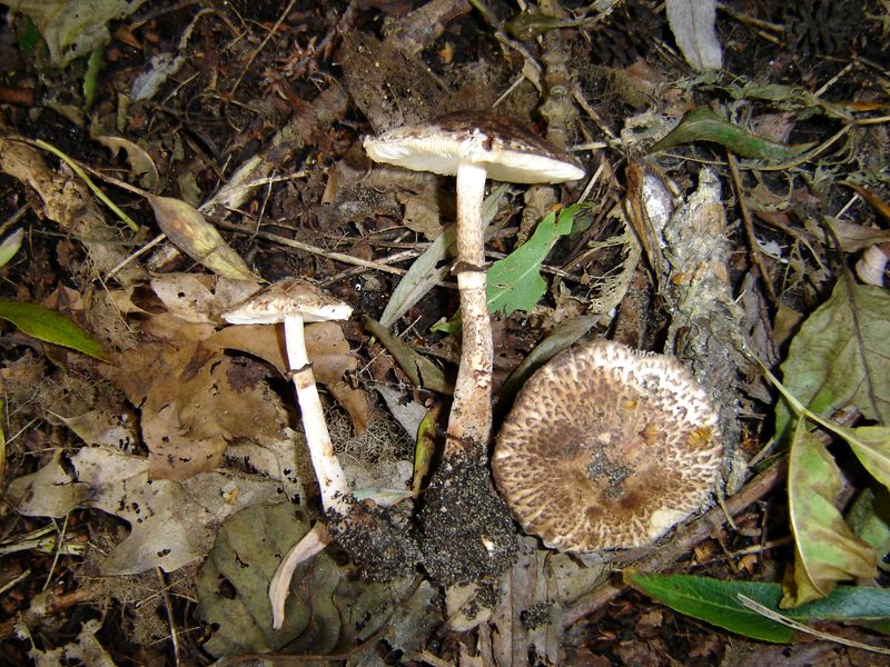 Leucoagaricus badhamii (door Gert Immerzeel)