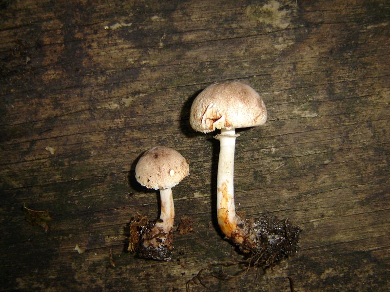 Leucoagaricus badhamii (door Gert Immerzeel)