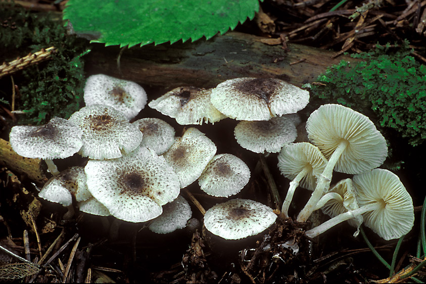 Leucoagaricus melanotrichus (door Henk Huijser)