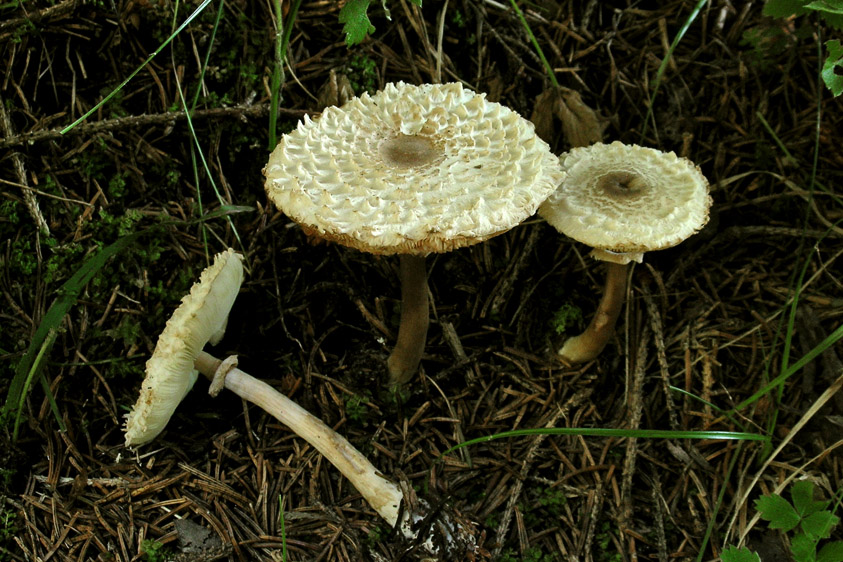 Leucoagaricus nympharum (door Henk Huijser)