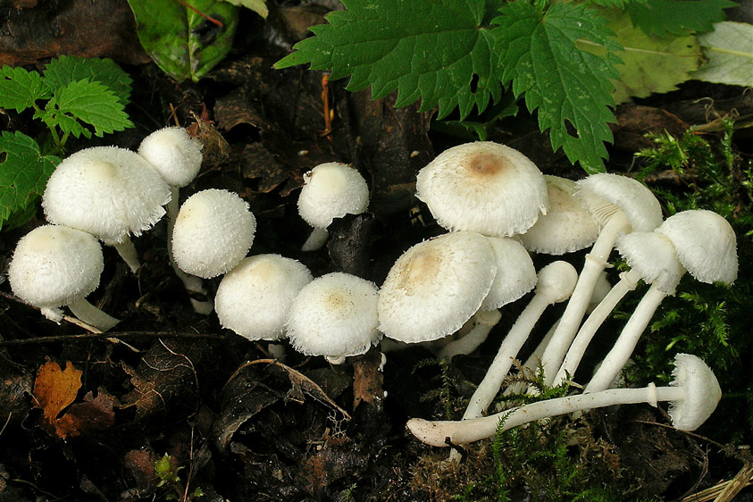 Leucoagaricus sericifer f. sericifer (door Henk Huijser)