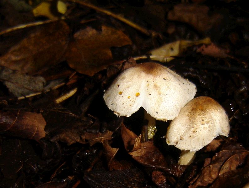 Leucoagaricus tener (door Gert Immerzeel)