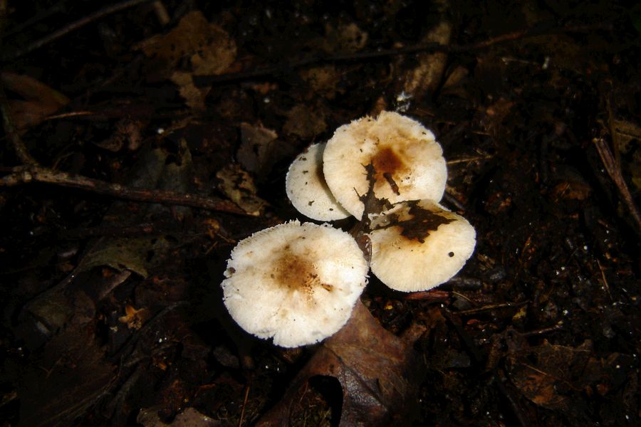 Leucoagaricus tener (door Gert Immerzeel)