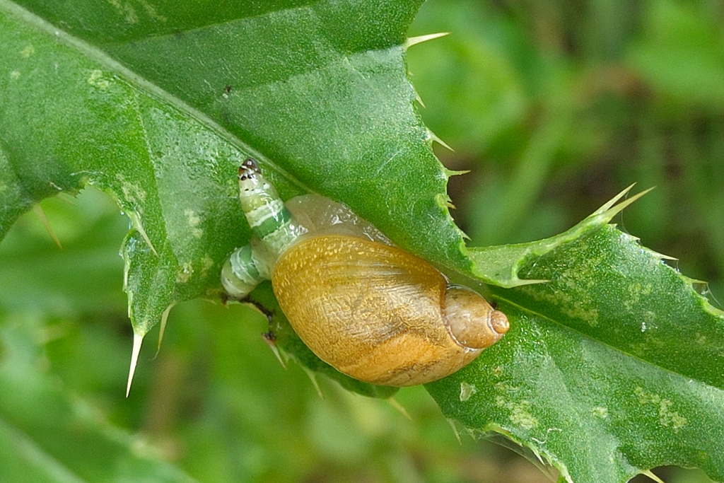 Succinea putris (door Ab H. Baas)