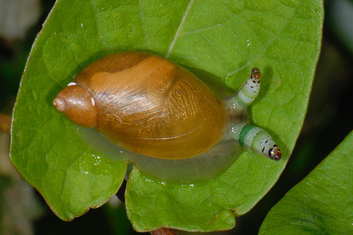 Succinea putris (door Ab H. Baas)