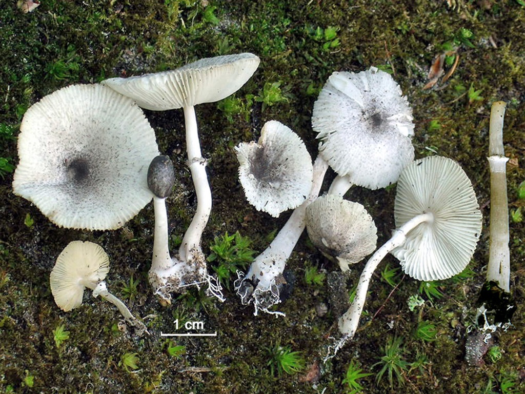 Leucocoprinus heinemannii (door Jaap Wismen)