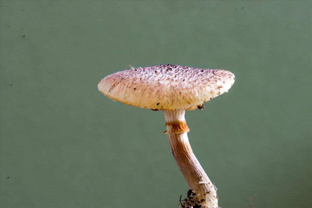 Leucocoprinus ianthinus (door Menno Boomsluiter)