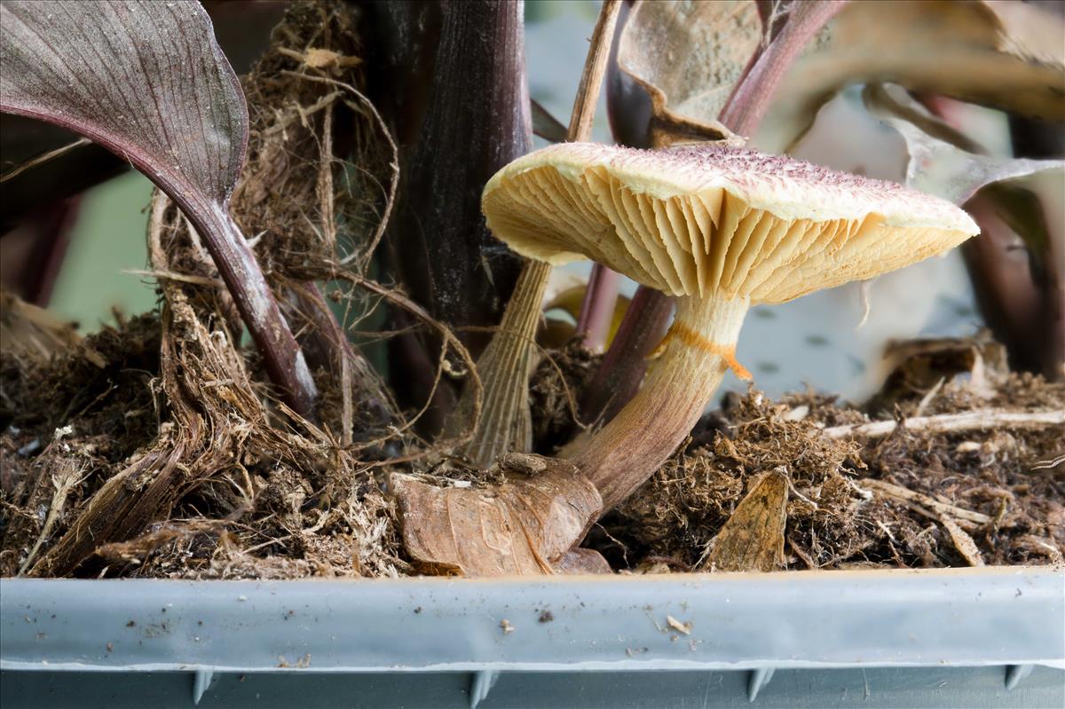 Leucocoprinus ianthinus (door Menno Boomsluiter)